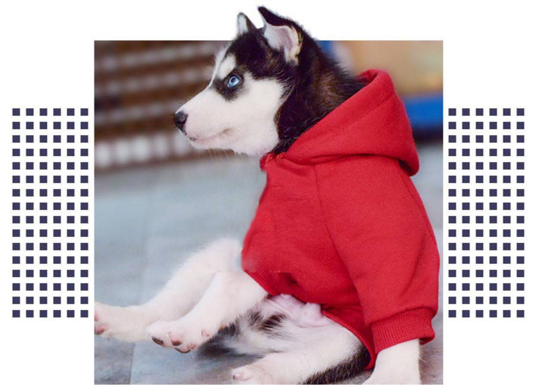 Dog's Sports Hoodie