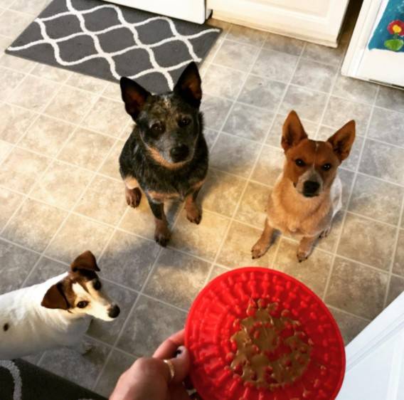Slow Feeder Dog Mat