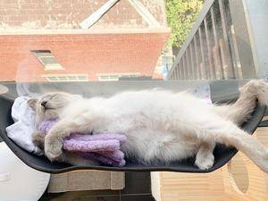 Cat Window Bed