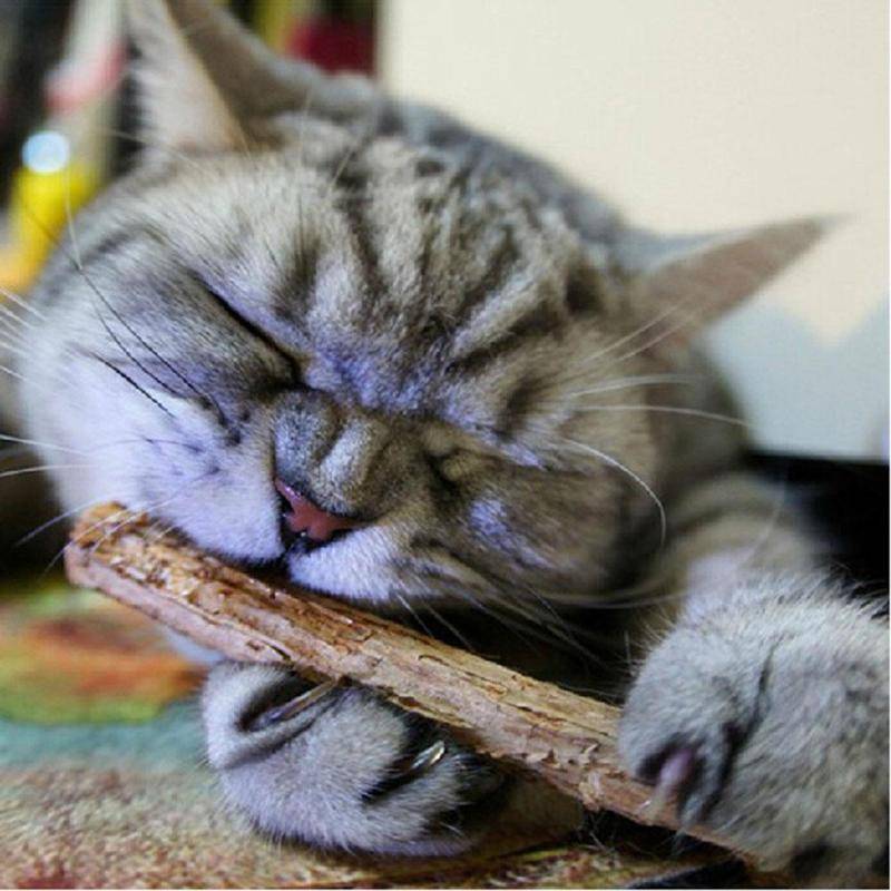 Catnip Teeth Brushing Sticks for Cat 15 / 20 Pcs Set